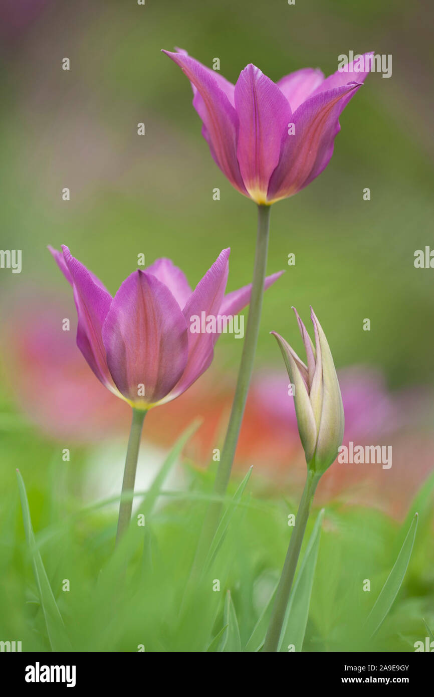 Tulipa Spec High Resolution Stock Photography and Images - Alamy