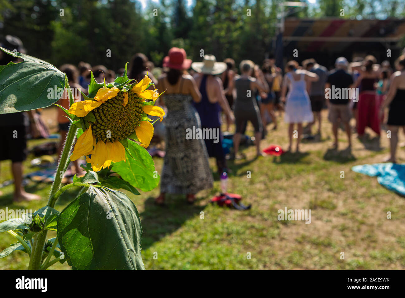 selective focus on sunflower - Helianthus, Diverse people enjoy spiritual gathering celebration in the background Stock Photo