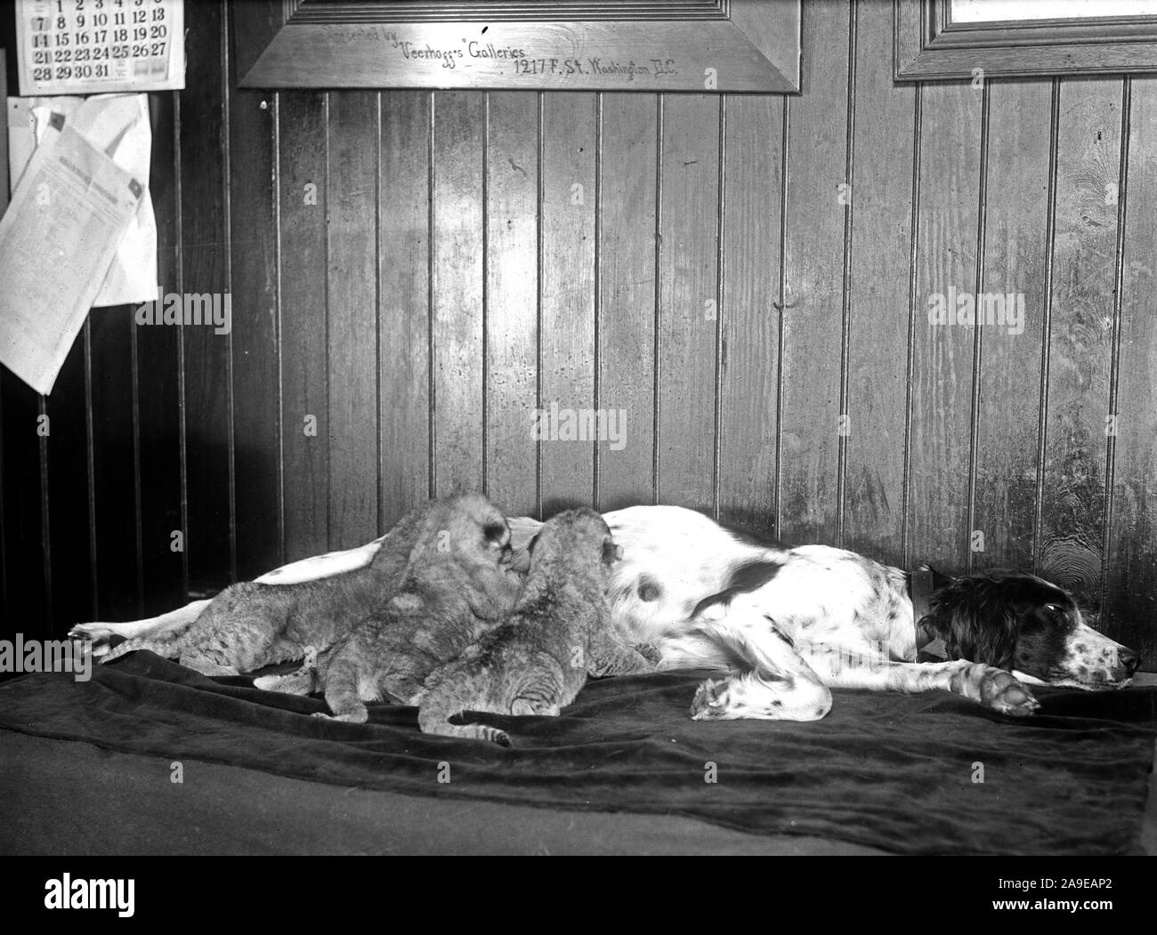 Three lion cubs, deserted by their real mother at the Washington Zoo, were adopted by the setter dog and nursed ca. 1930 Stock Photo