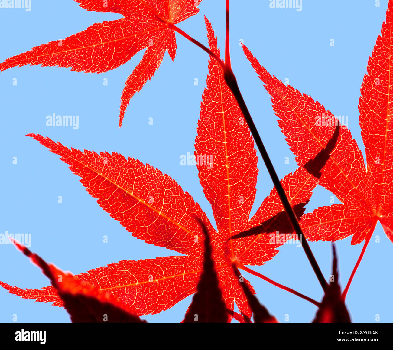 An image of a red maple leaf background Stock Photo - Alamy