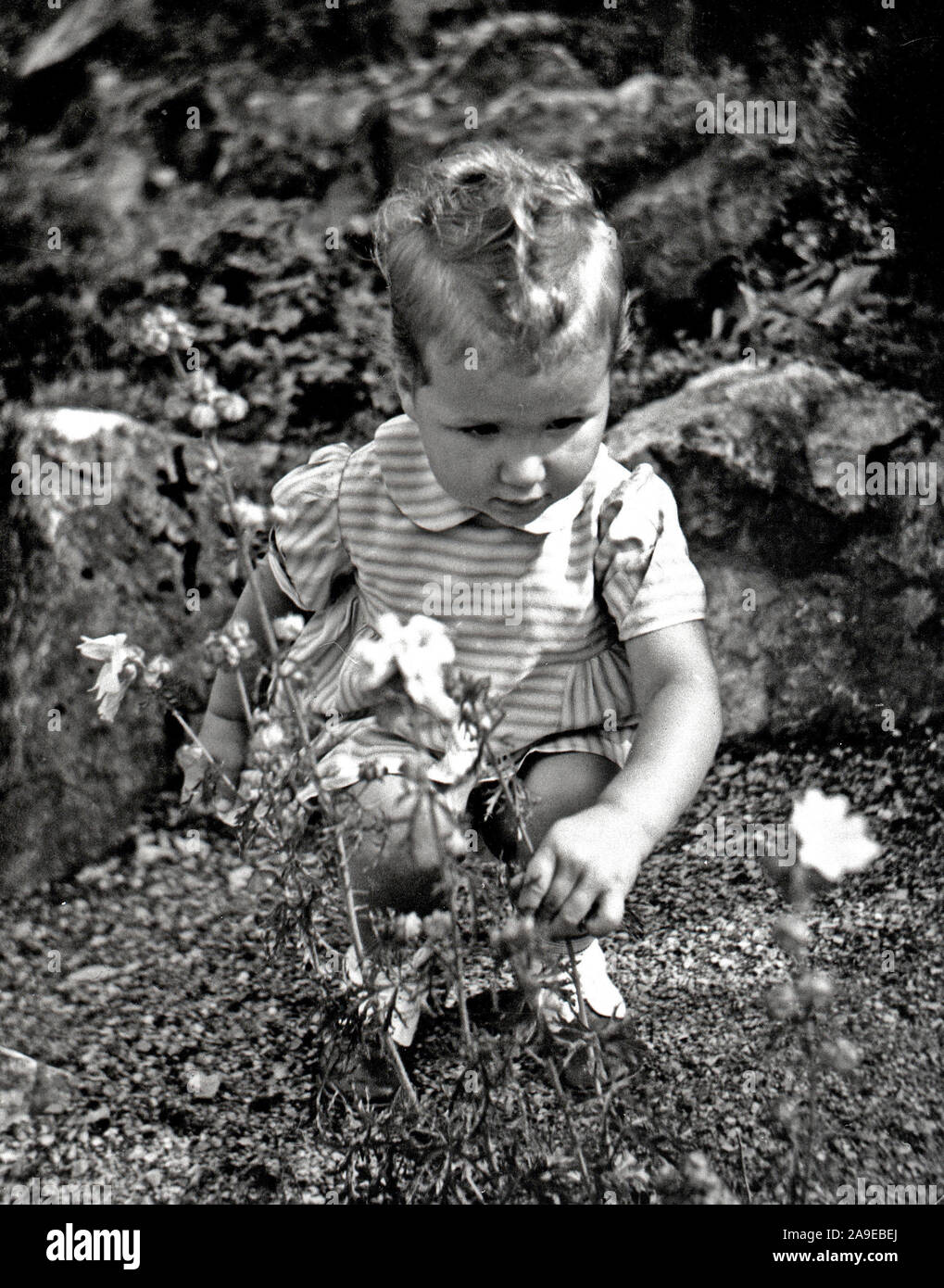 Eva Braun Collection (osam) - Little German girl (toddler) picking flowers ca. late 1930s or early 1940s Stock Photo