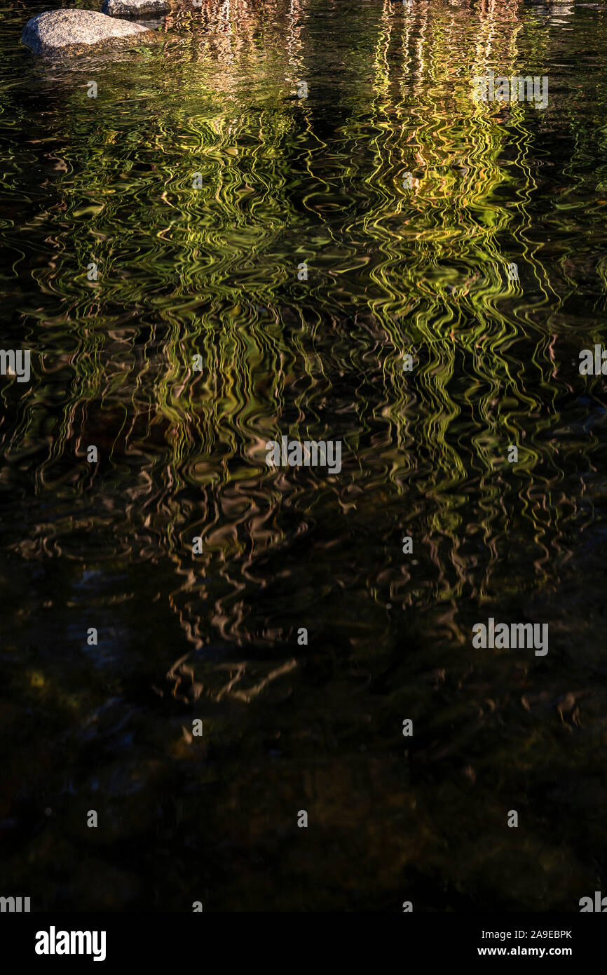 Finland, Kvarken, mirroring of reed in the water Stock Photo - Alamy