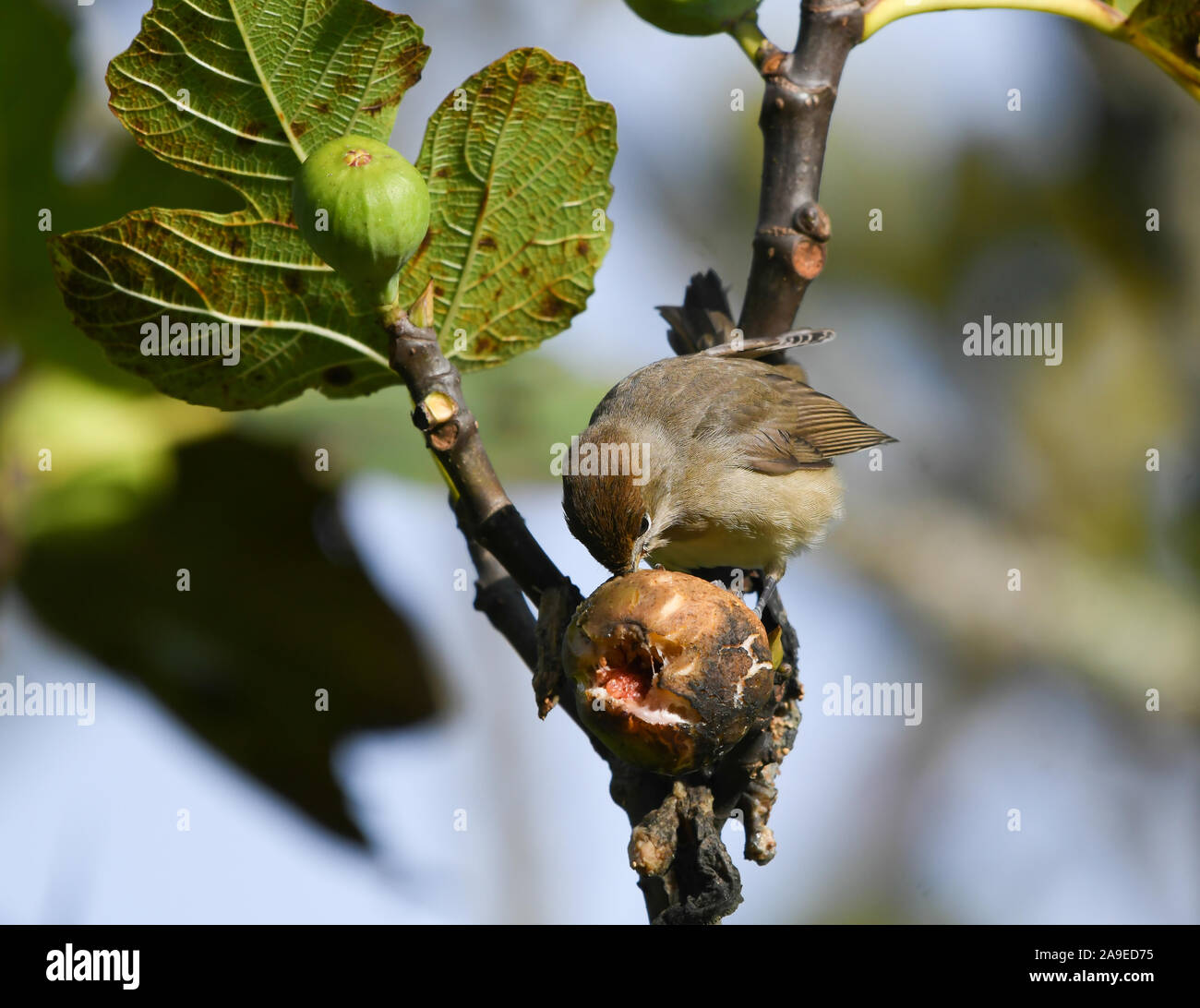 Eurasian blackcap eating a fig in the fig tree Stock Photo