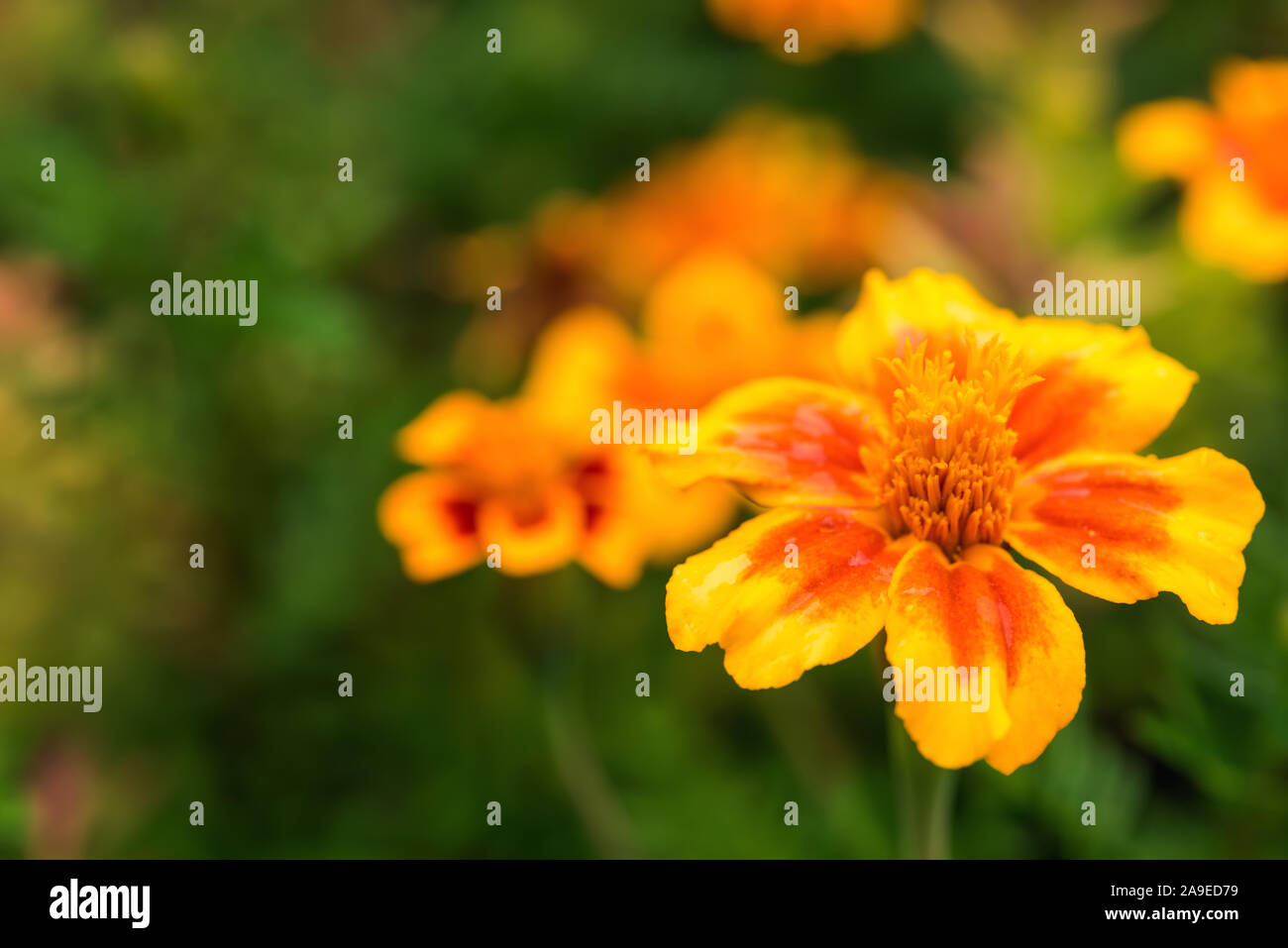 One colorful, bright, yellow and orange red tagetes flower with unfocused green foliage and few flowers at background. Selective focus. Greeting card Stock Photo