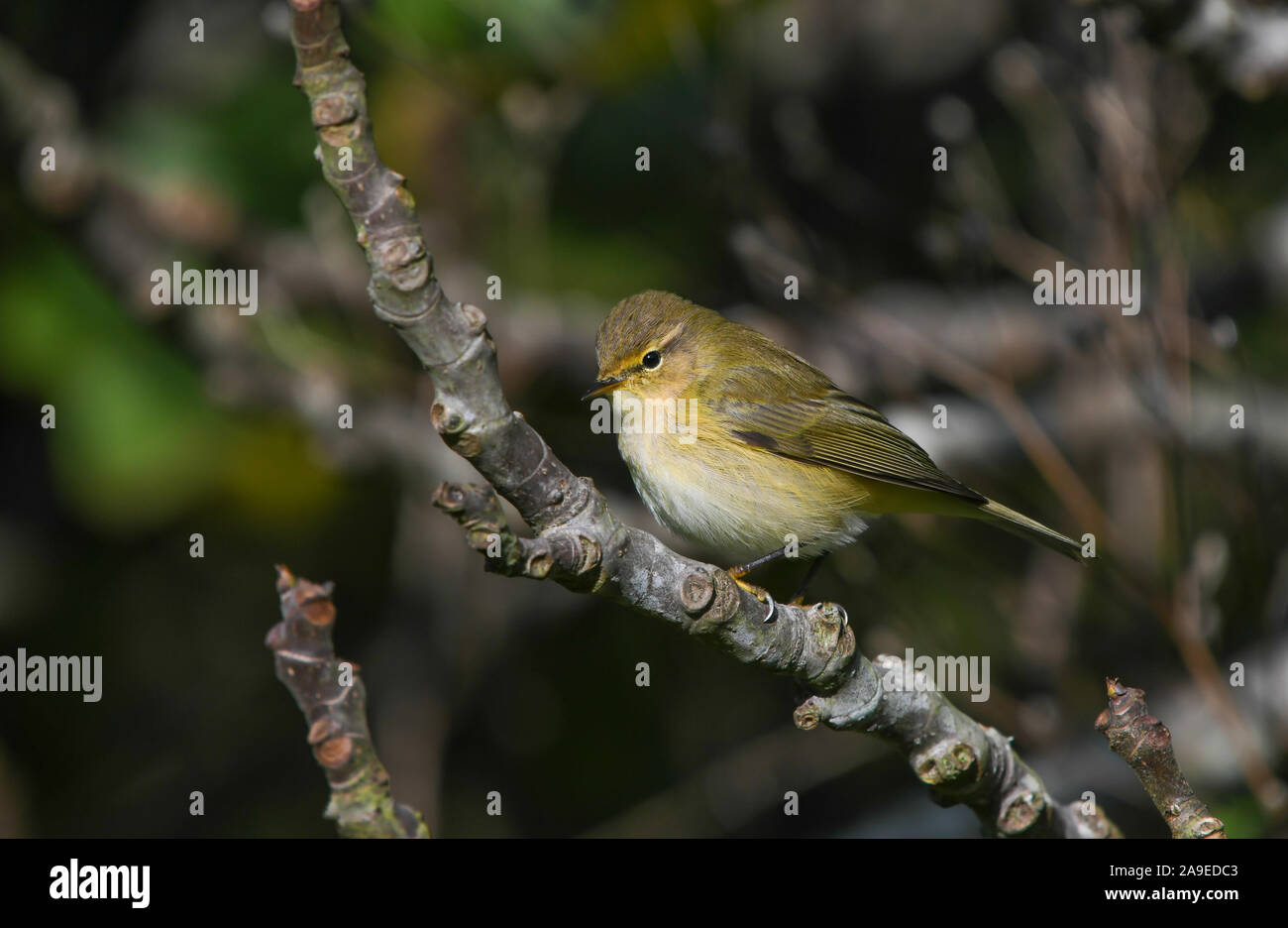 Chiffchaff perched on the branches of a fig tree Stock Photo
