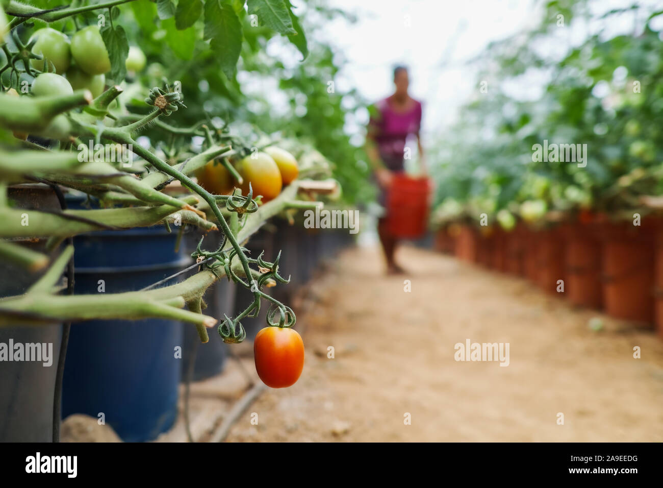 Woman gathering tomatoes inside a greenhouse Stock Photo - Alamy