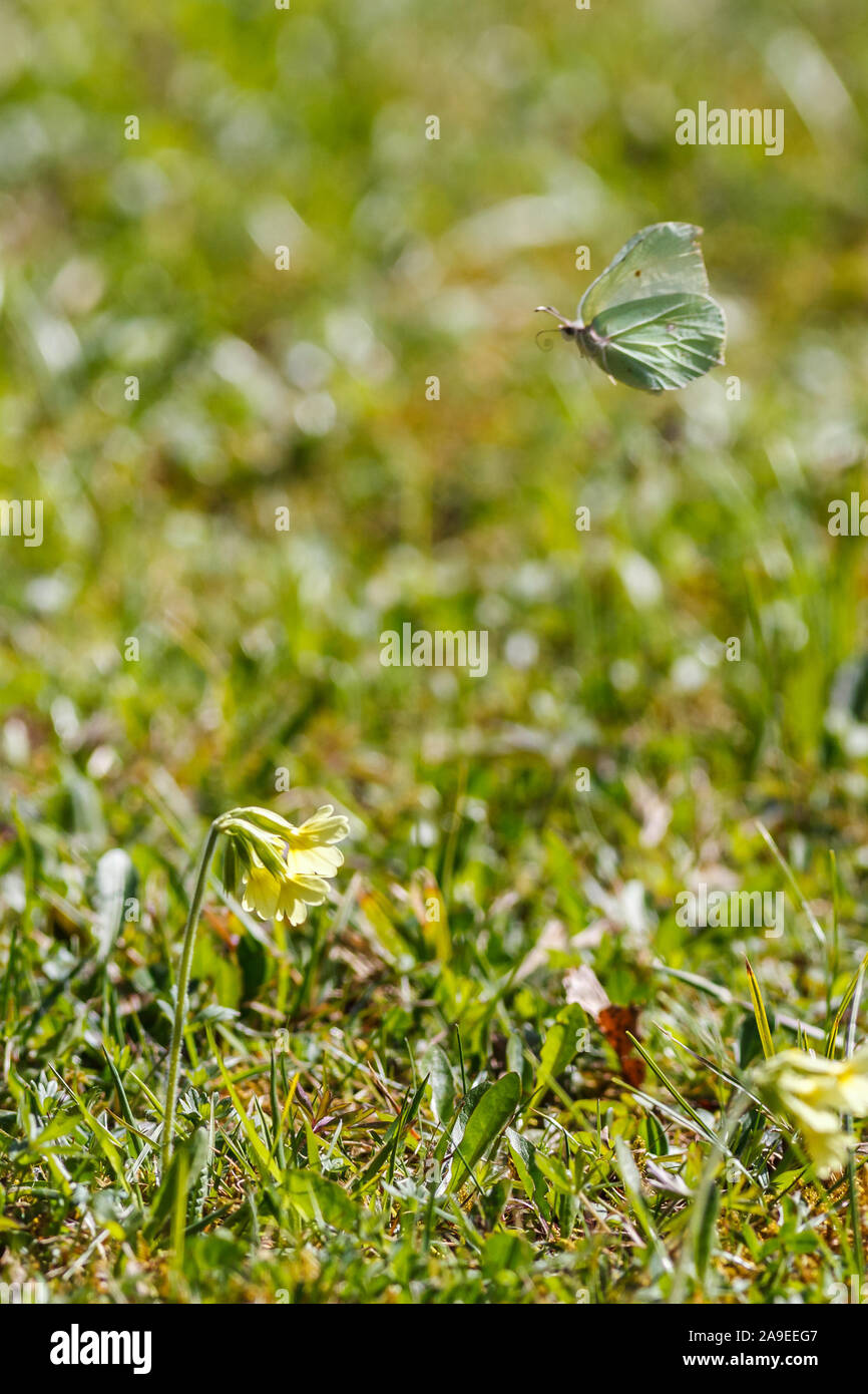 The spring comes, with all his colours, blossoms and butterflies, brimstone butterfly, (Gonepteryx rhamni), Stock Photo