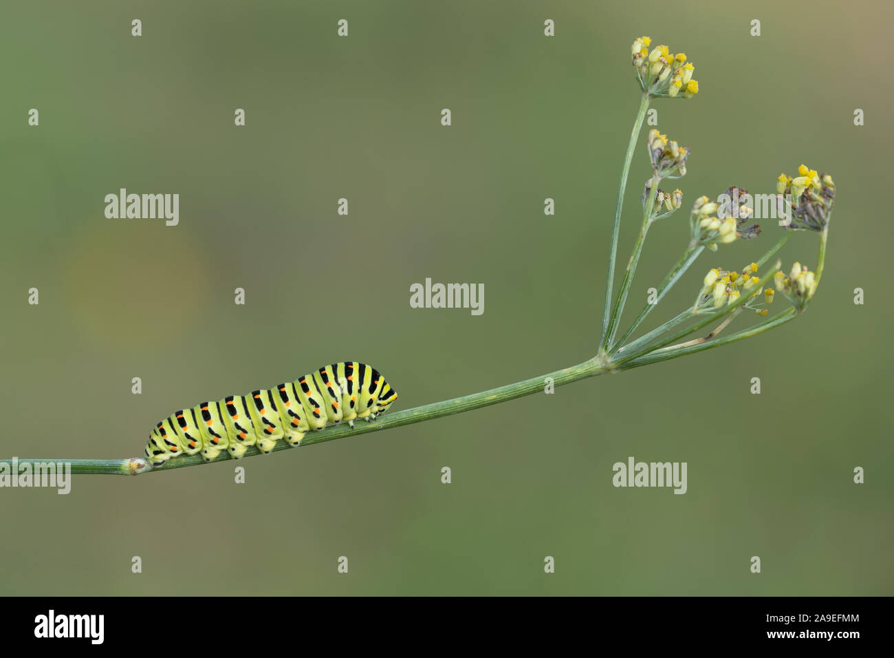 The Old World swallowtail caterpillar over food plant (Papilio machaon