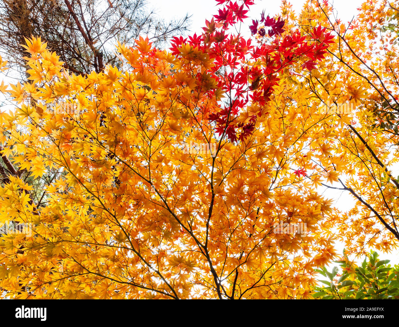 travel-to-south-korea-colorful-leaves-of-japanese-maple-acer