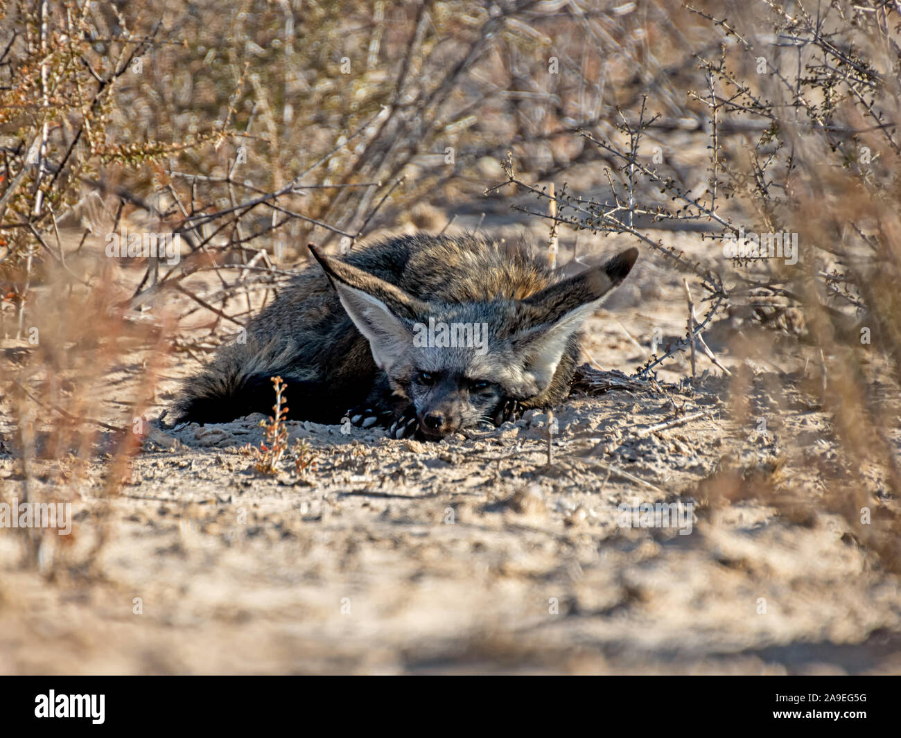 A bateared Fox resting in the shade in Southern African savannah Stock