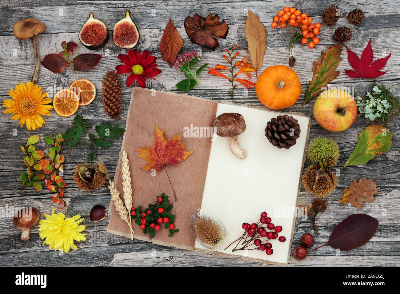 Autumn nature study with composition of food, flora and fauna with old hemp notebook on rustic wood background. Top view. Stock Photo