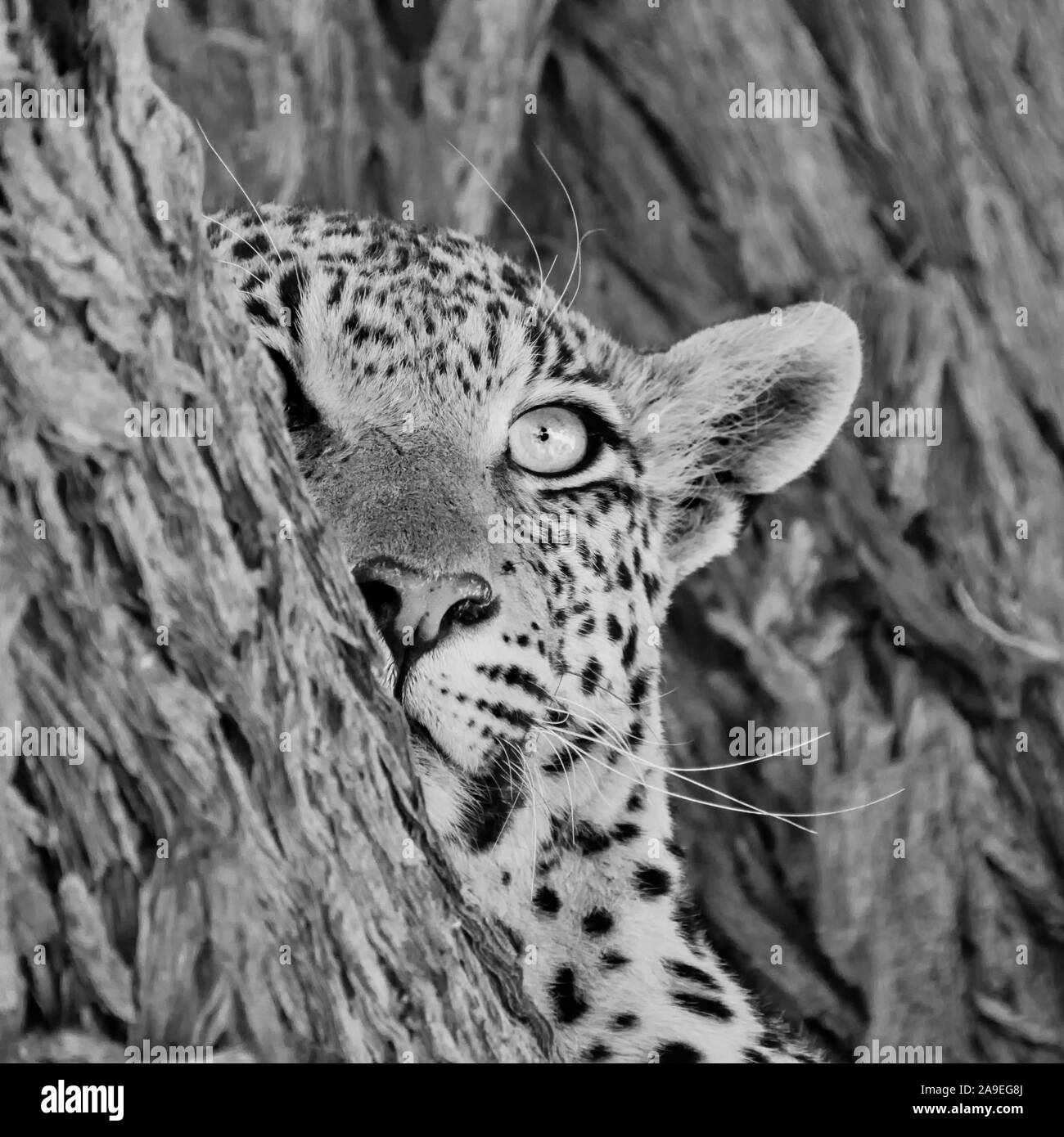 A female Leopard in a tree in Southern African savannah Stock Photo - Alamy
