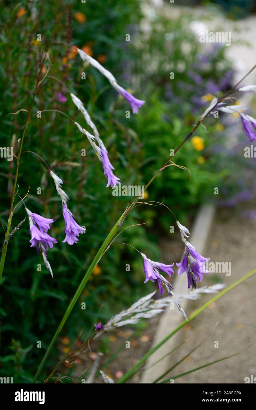 Dierama nixonianum,purple,lilac,flower,flowers,flowering,perennials,cascading,arching,dangling,hanging,bell shaped,RM floral Stock Photo