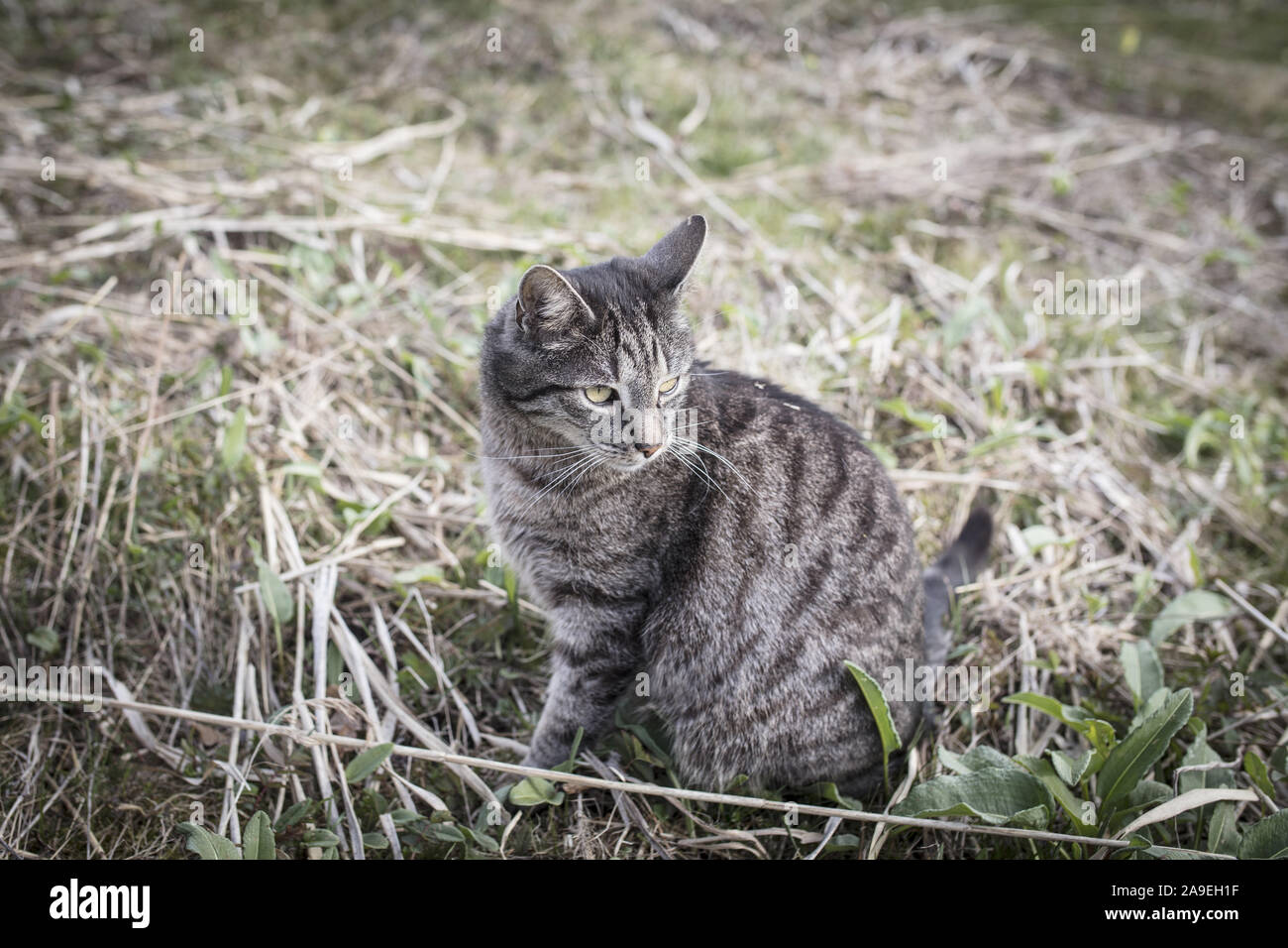 Cat chasing mouse hires stock photography and images Alamy