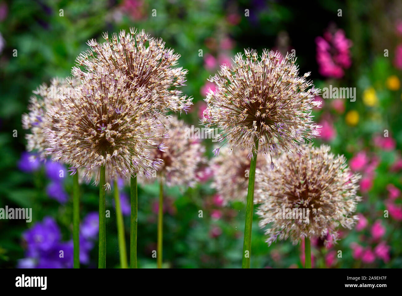 Allium Seedheads High Resolution Stock Photography and Images Alamy