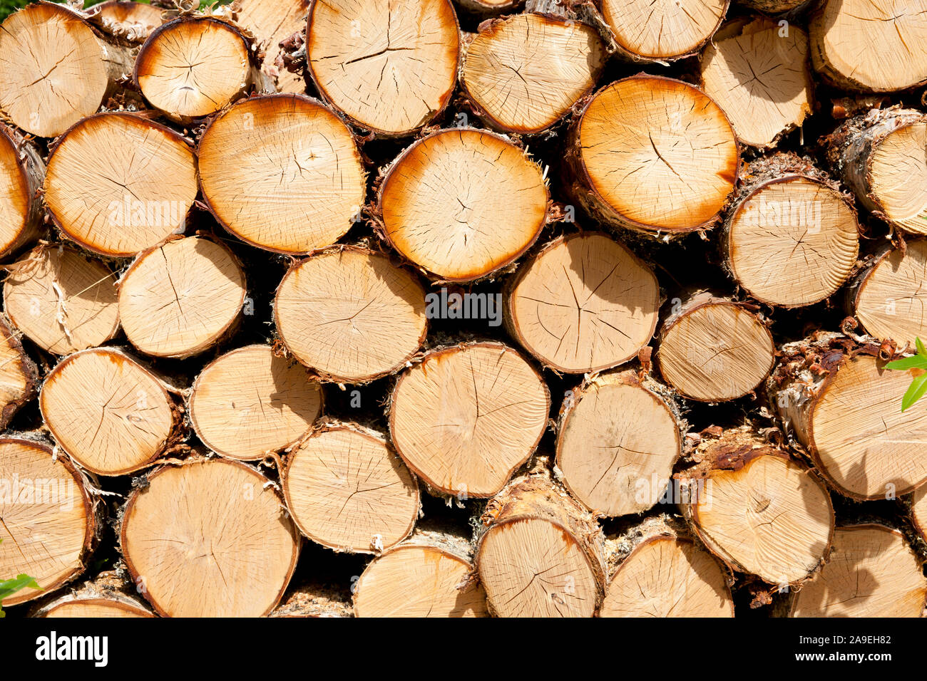 Pile of birches hi-res stock photography and images - Alamy