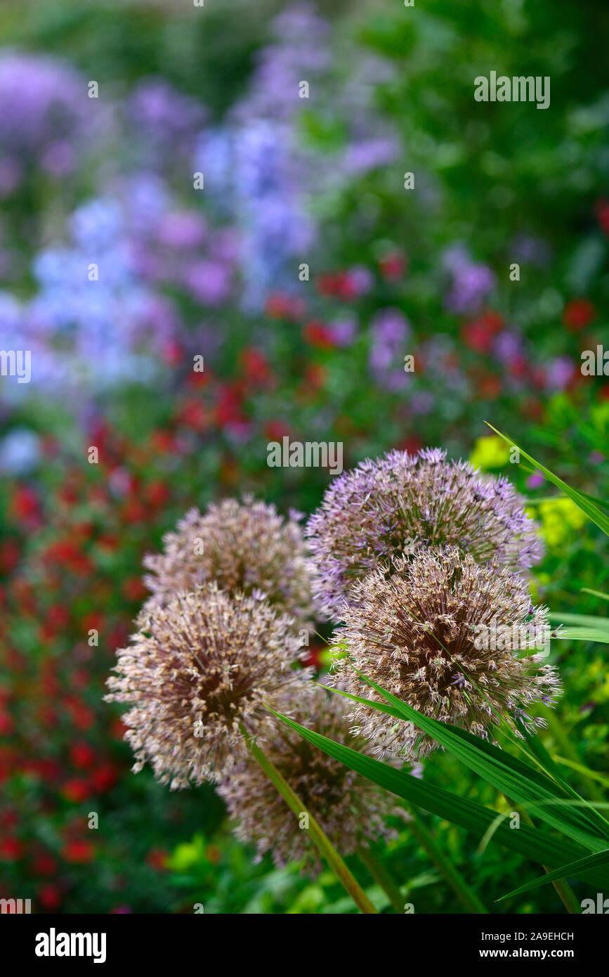 allium seedhead,alliums,seedheads,bulb,bulbs,plants,finished flowering