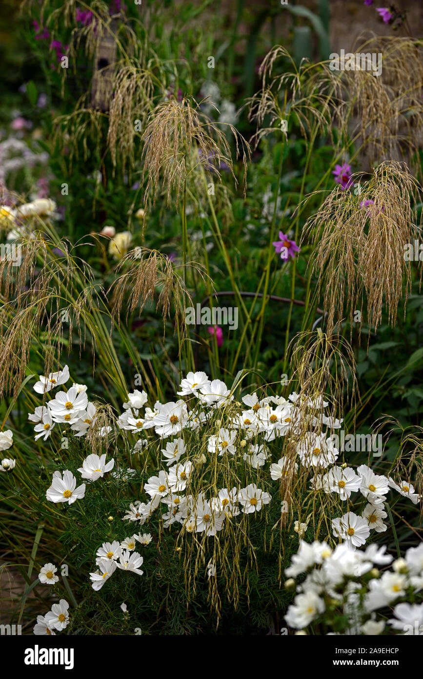 cosmos purity,stipa gigantea,annual,annuals,grass,grasses,mixed planting combination,bin,container,containers,garden,gardens,RM Floral Stock Photo