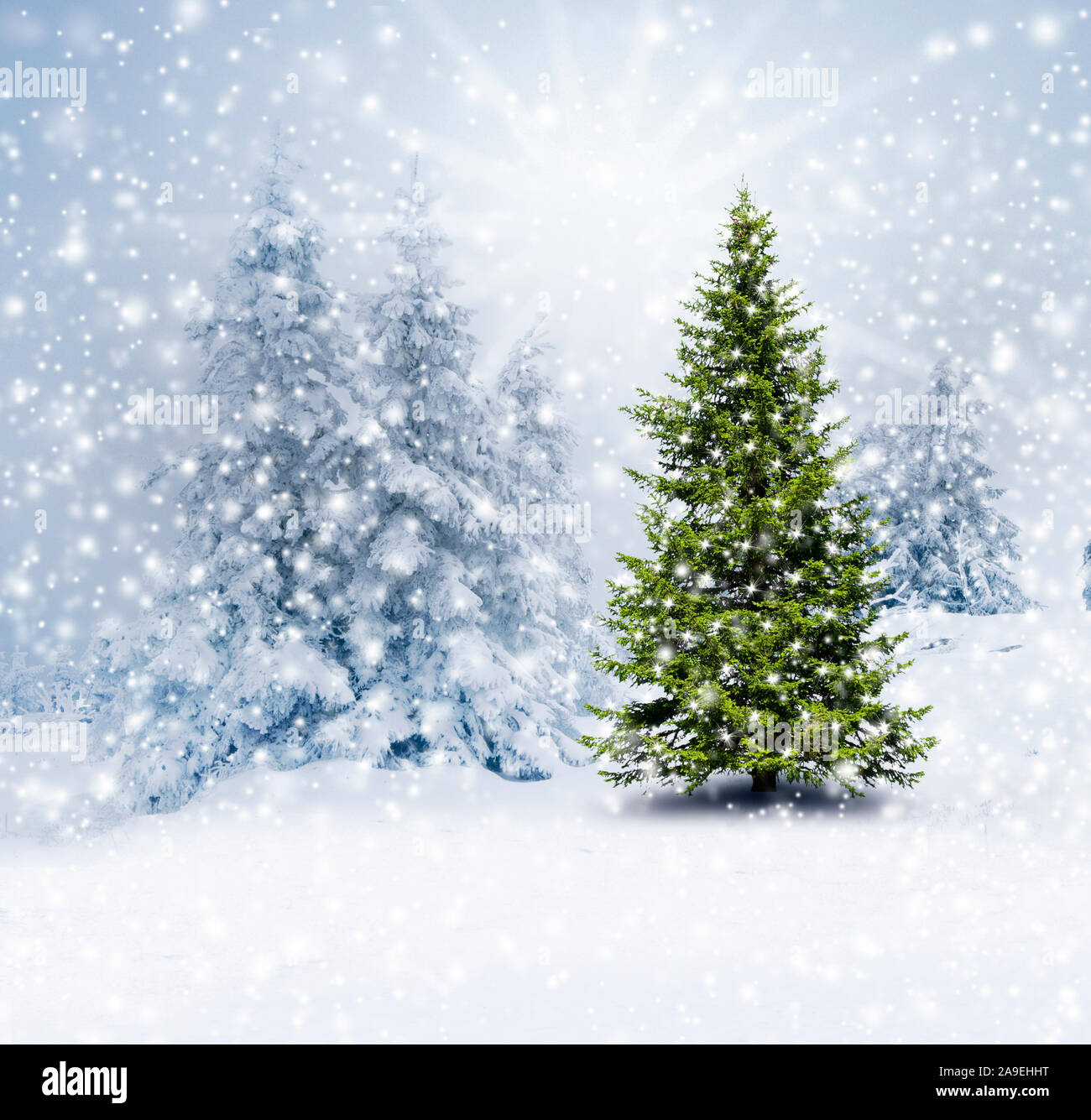 Christmas sale tree forest