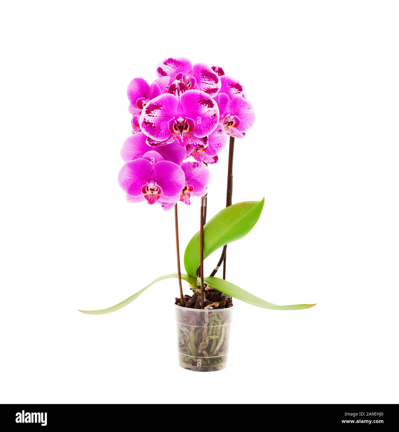 Orchid plant hi-res stock photography and images - Alamy