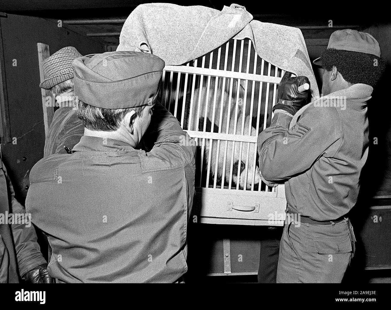 Airmen unload Tian Tian from a C-130 Hercules aircraft at Tempelhof Central Airport.  The U.S. Air Force delivered the panda bears Bao Bao and Tian Tian to West Berlin from China. Stock Photo