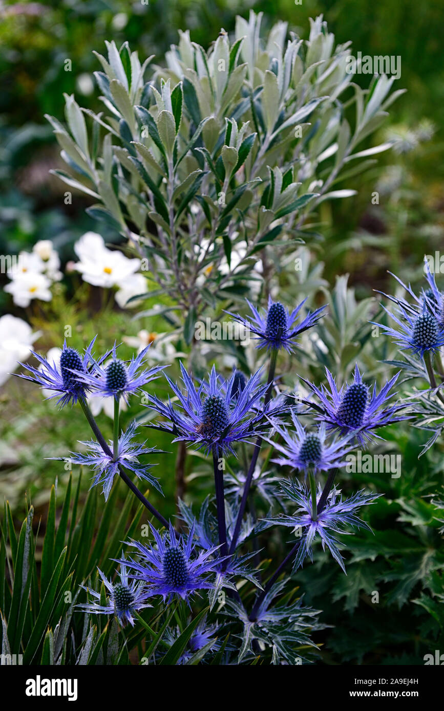 Eryngium giganteum,sea holly,sea hollies,blue flower,blue flowers