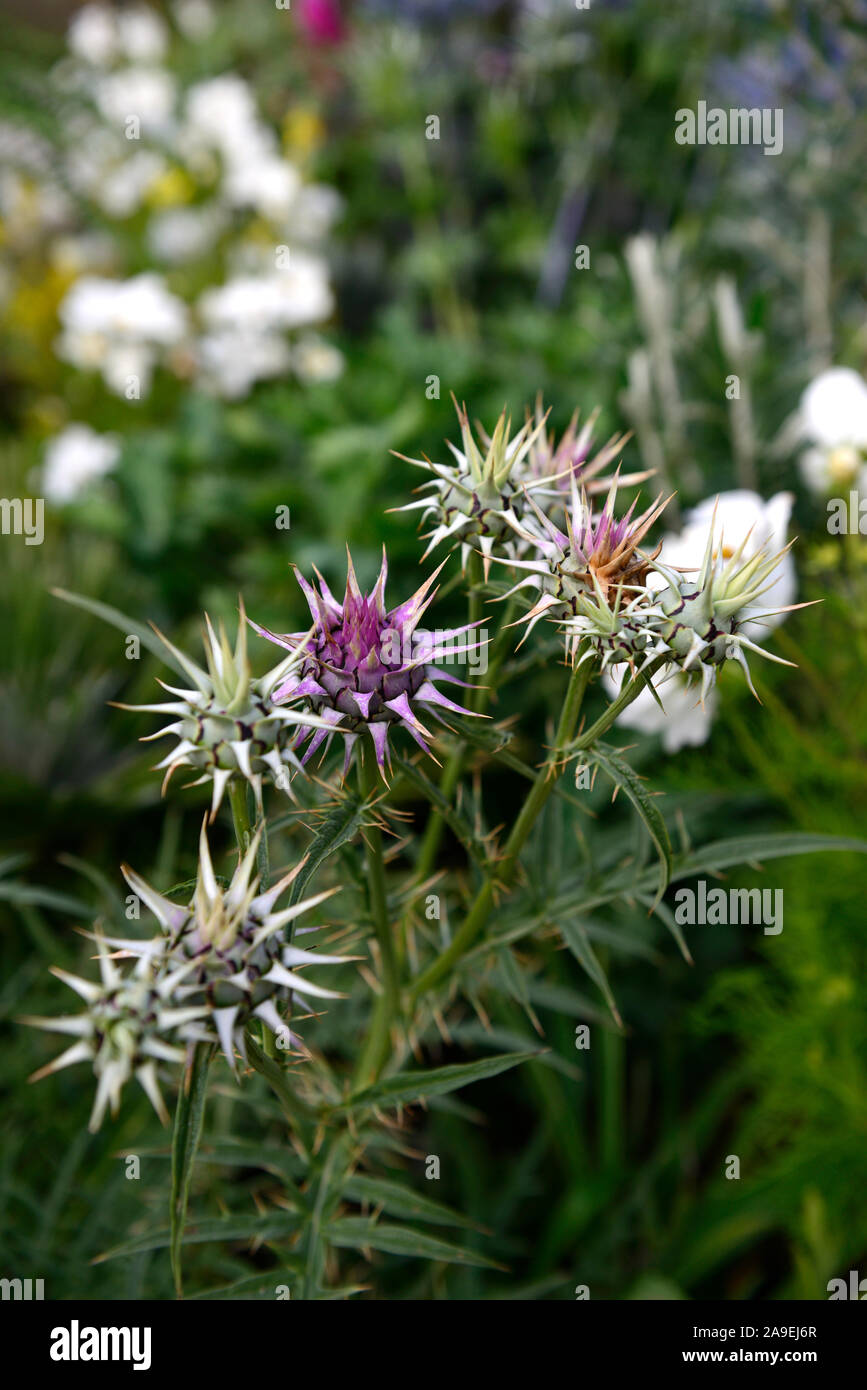 Cynara hystrix, syn Cynara baetica ssp maroccana,dwarf artichoke,globe,flowers,flower,flowering,RM Floral Stock Photo