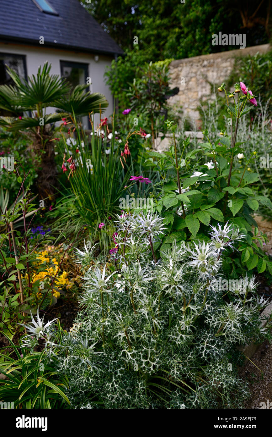 Eryngium giganteum,sea hollies,lush planting scheme,perennials,mixed