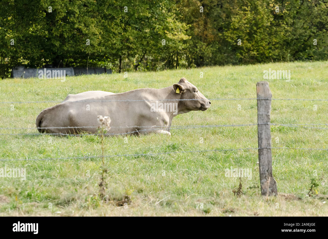 Domestic cattle livestock, Bos Taurus, near a cattle farm on a pasture in Germany, Western Europe Stock Photo