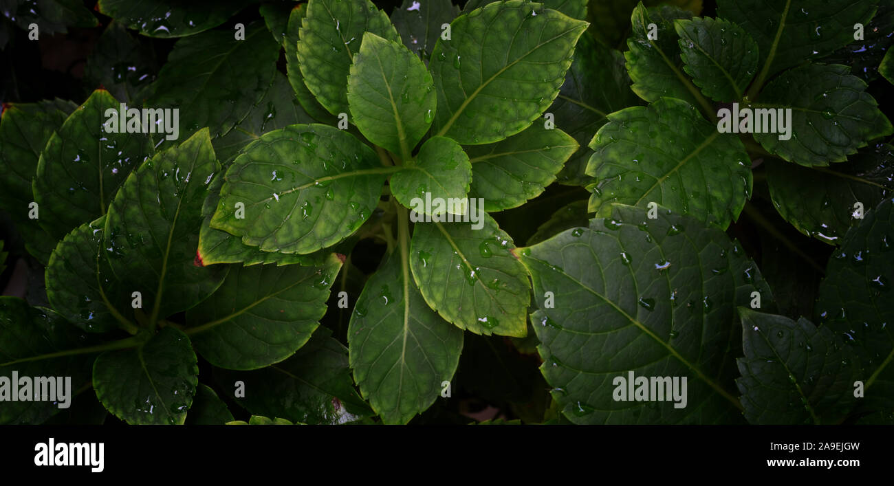Tropical leaf with dark green texture, nature background Stock Photo ...