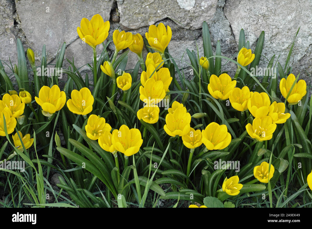 plants of autumn daffodil, sternbergia lutea Stock Photo