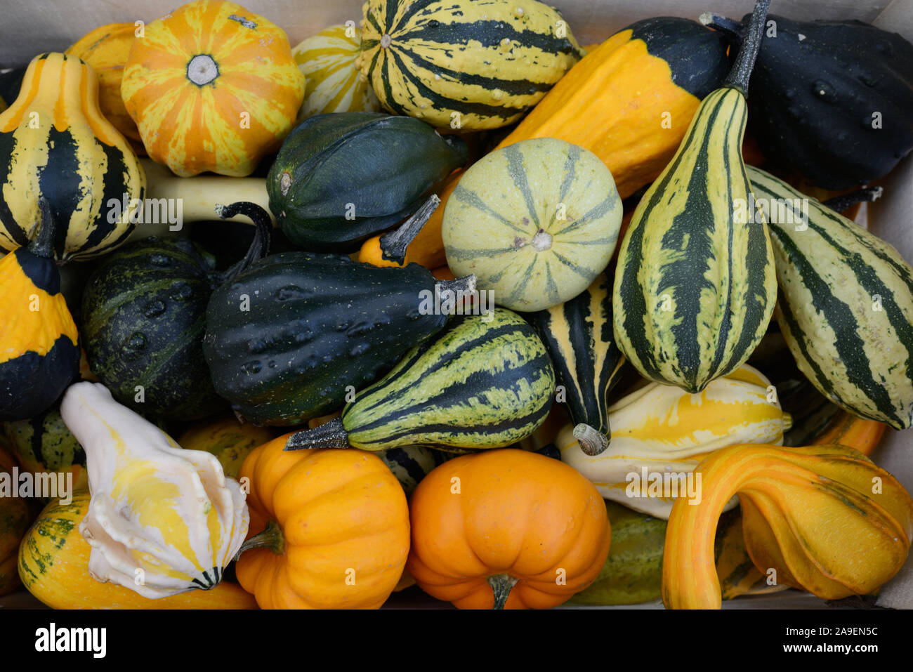 Crate of Gourds or Display of Gourds Stock Photo