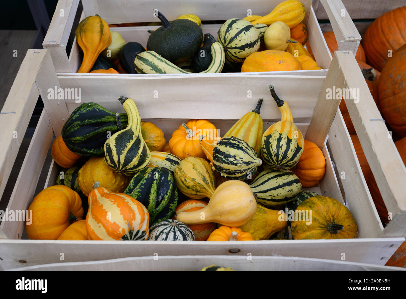 Display, Boxes or Crates of Gourds or Cucurbitaceae Stock Photo
