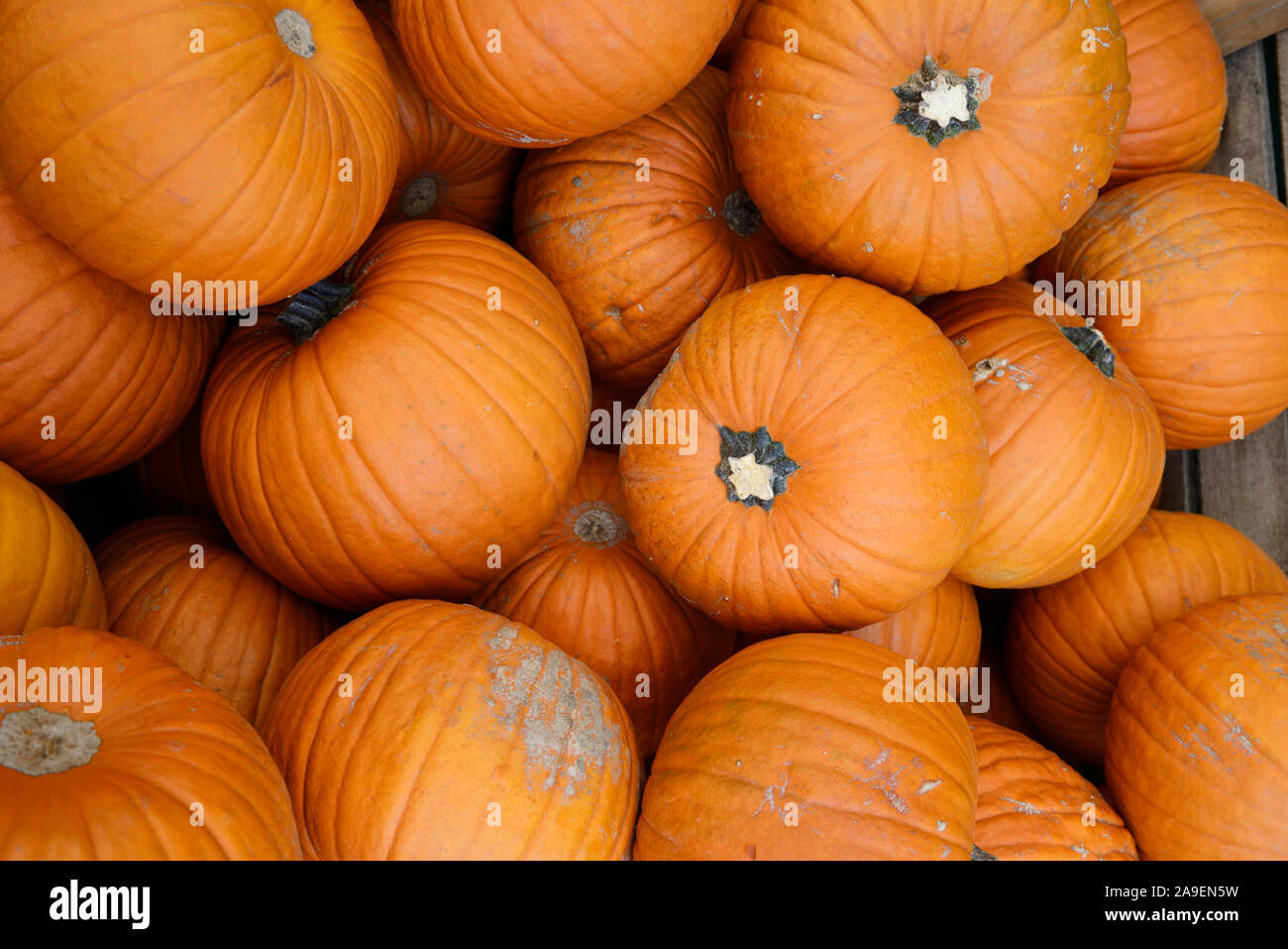 Display of Pumpkins or Cucurbitaceae Stock Photo