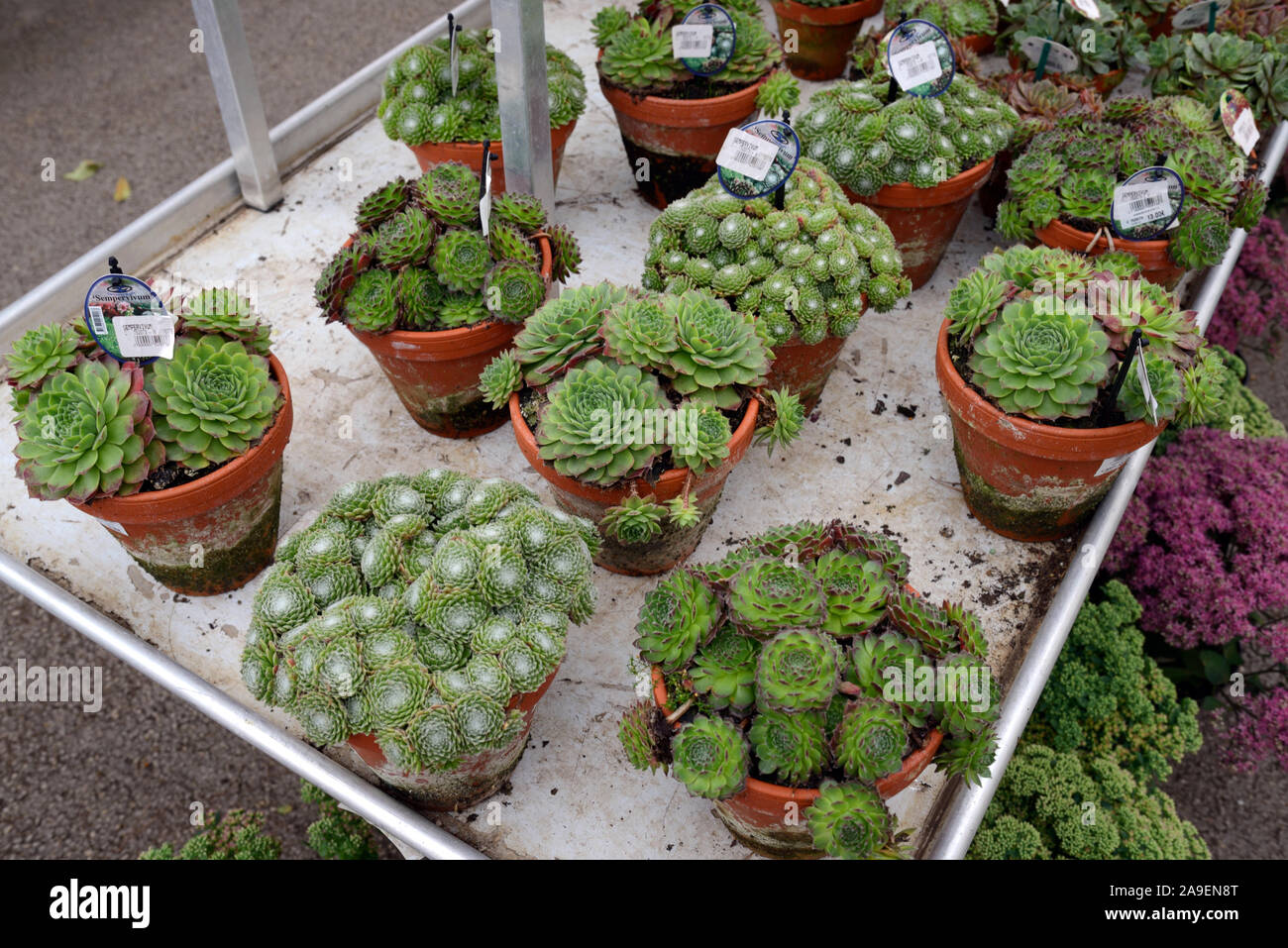 Display or Collection of Sempervivum Succulents for Sale in Garden Centre Stock Photo