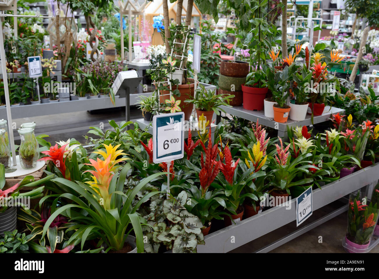 Plant Display or Collection including Bromelia Hybrids For Sale in Garden Centre or Florist Shop Stock Photo