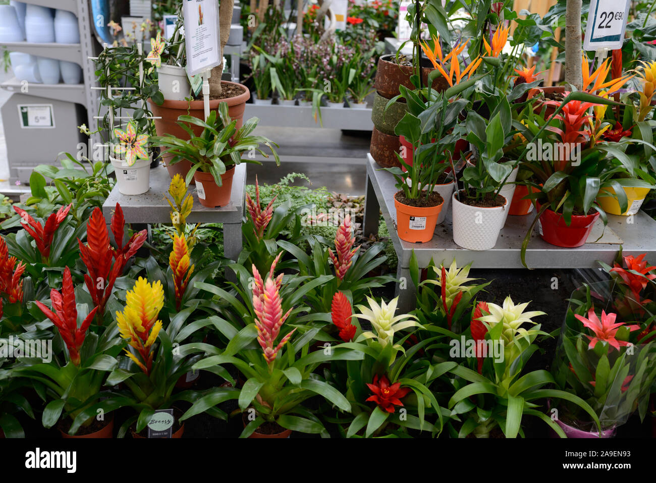 Plant Display or Collection including Bromelia Hybrids For Sale in Garden Centre or Florist Shop Stock Photo