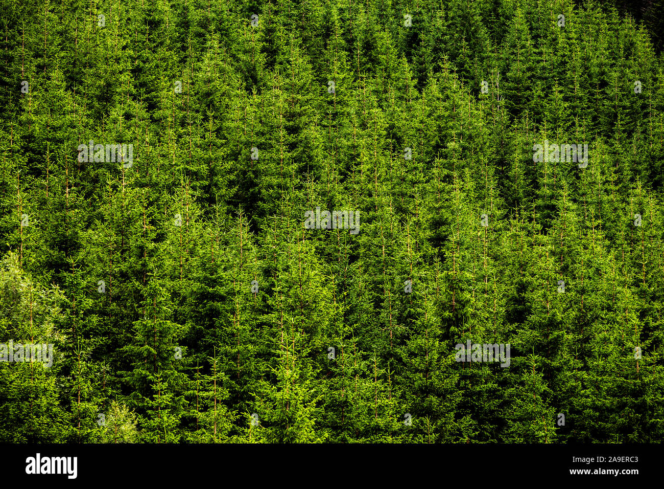 fir forest Stock Photo