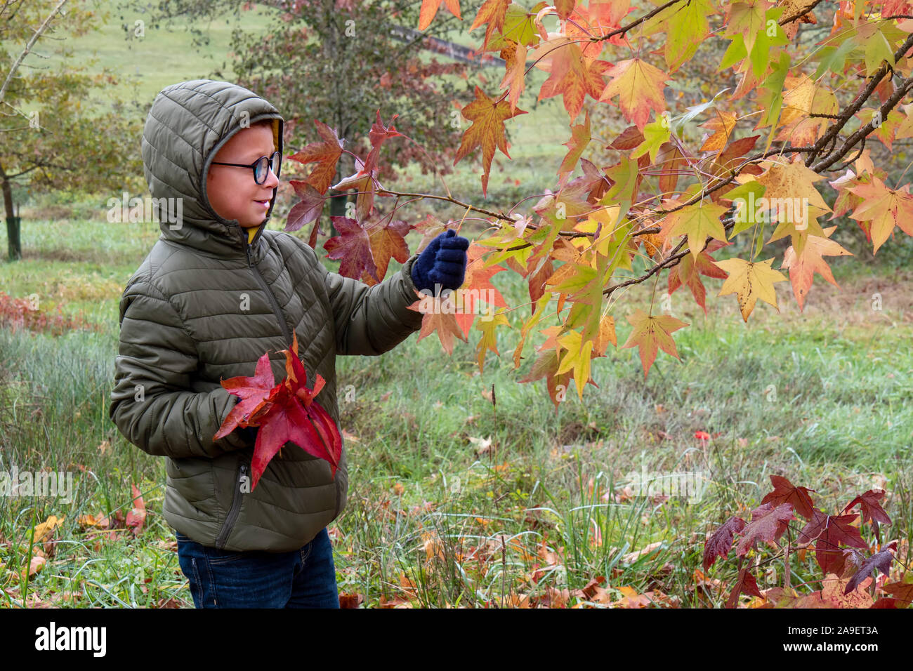 a little boy with autumn leaves in the park Stock Photo - Alamy