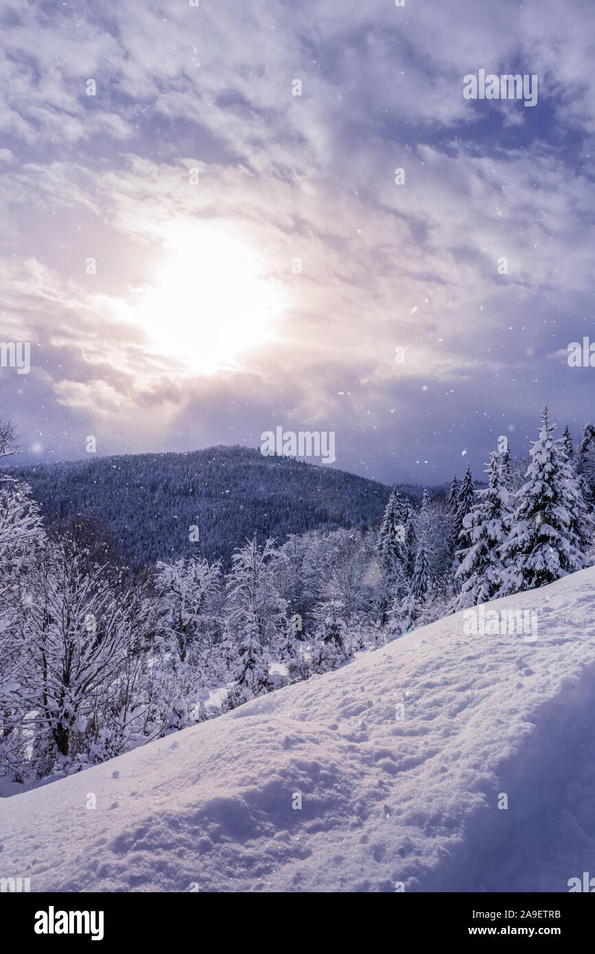 Carpathian mountains covered by forest. Trees are under snow. Sun is shining through gap in clouds and it is snowing at the same time. Vertical greeti Stock Photo
