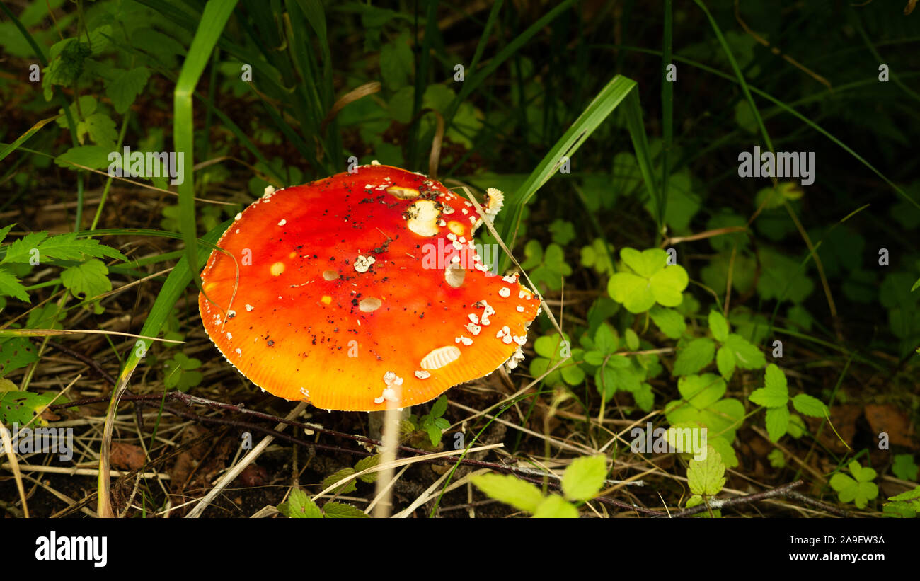 small red mushroom amanita in green grass Stock Photo