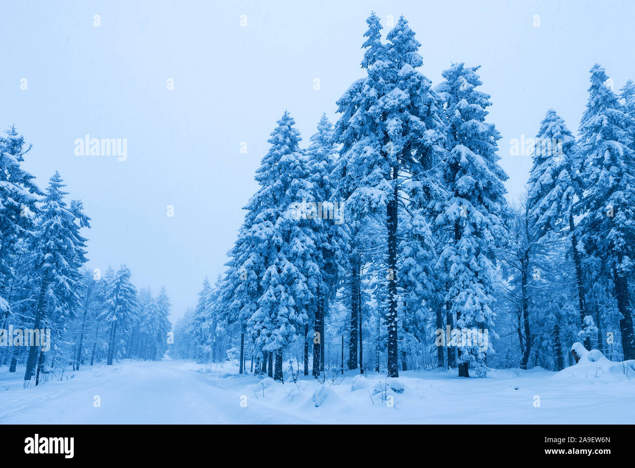 Snowy firs Stock Photo