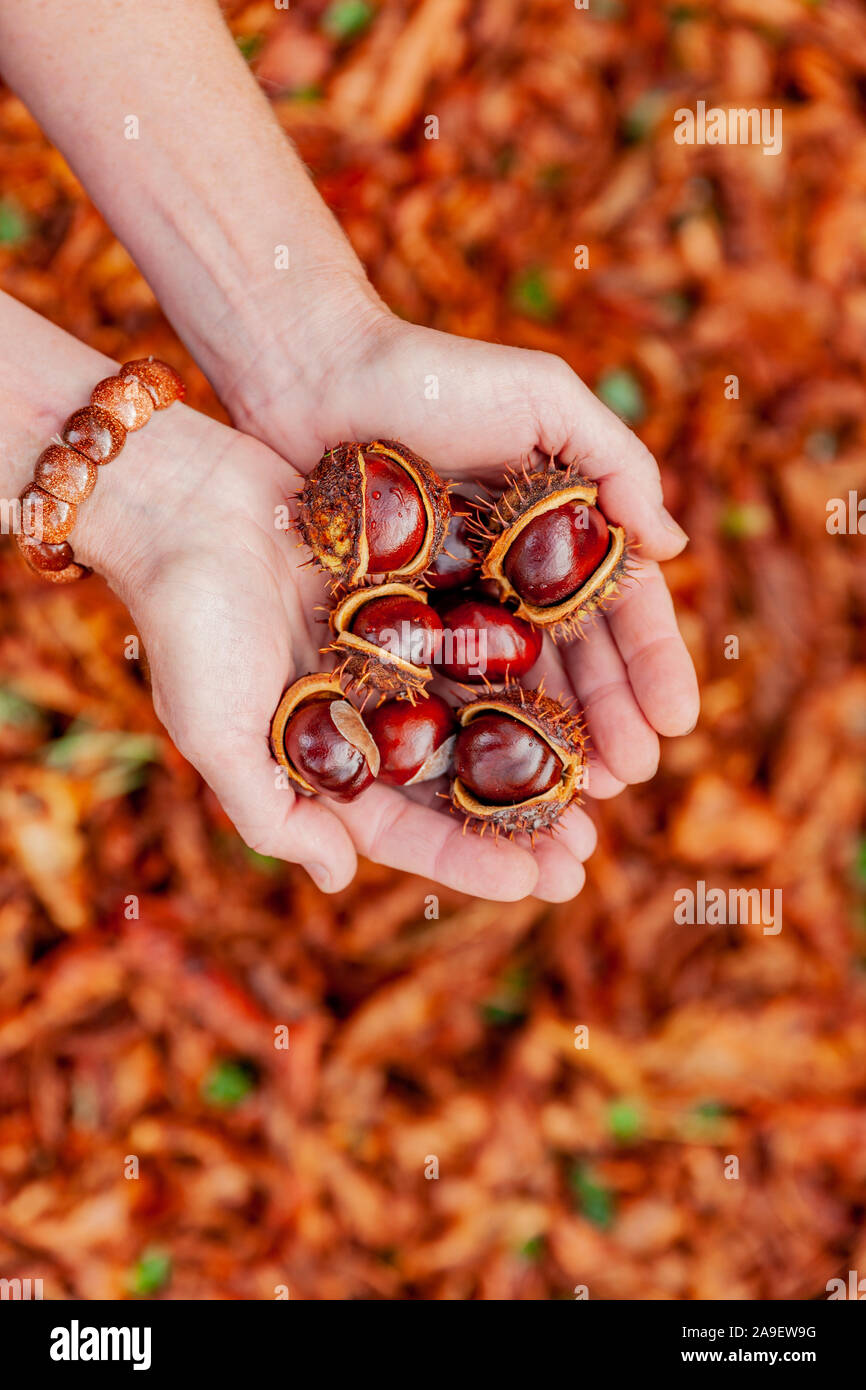 To collect chestnuts Stock Photo
