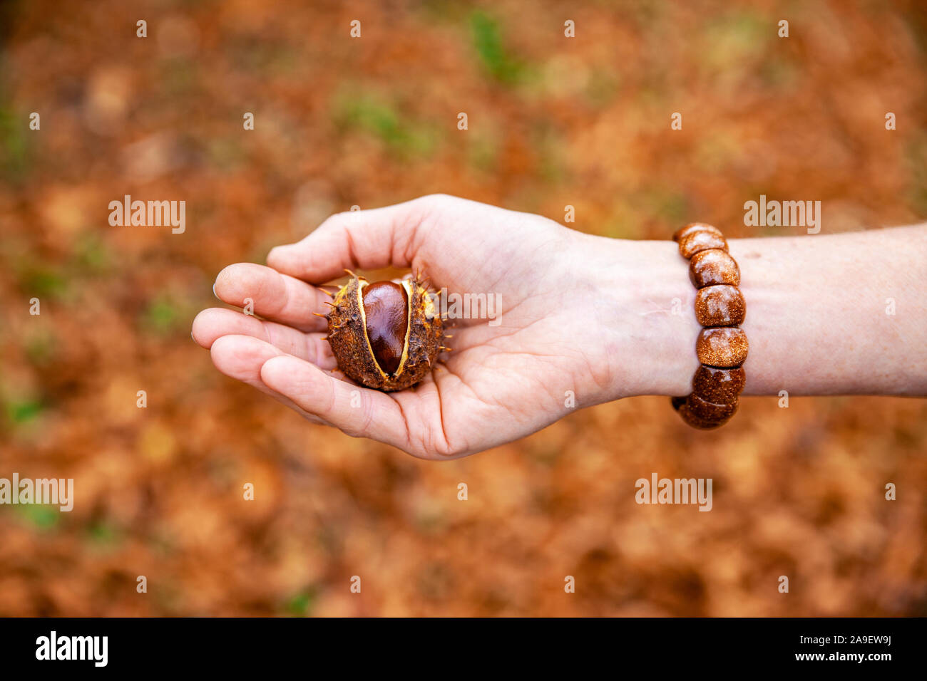 To collect chestnuts Stock Photo