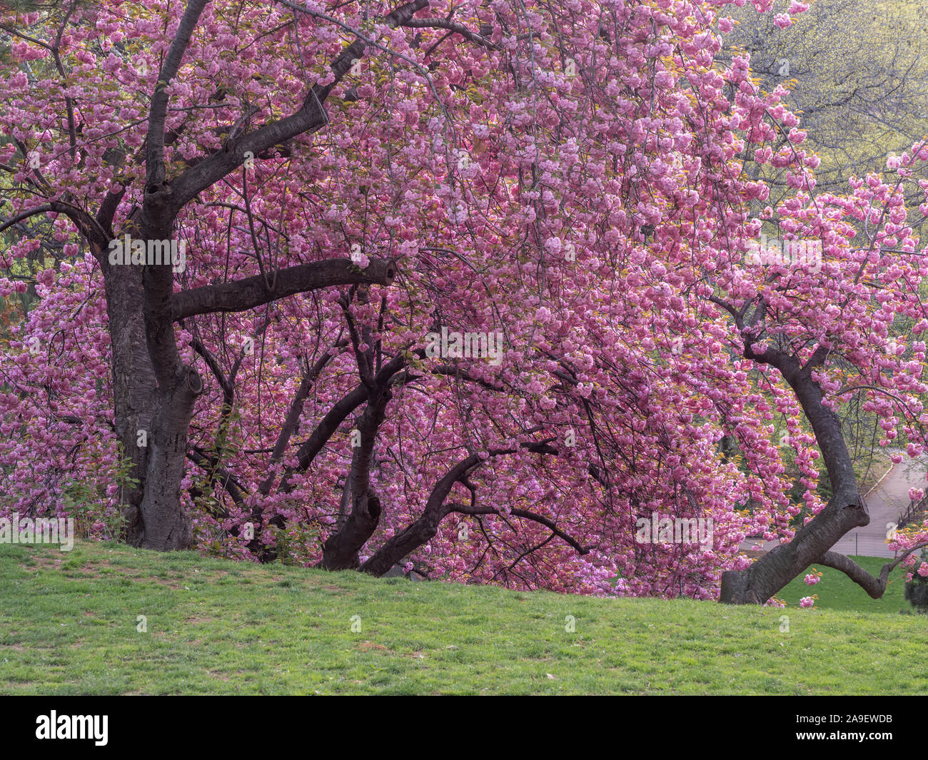 Spring in Central Park, New York City Japanese cherry tree Stock Photo ...