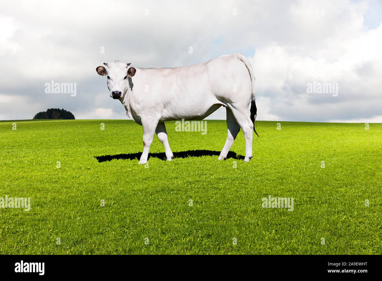 White cow in the pasture Stock Photo