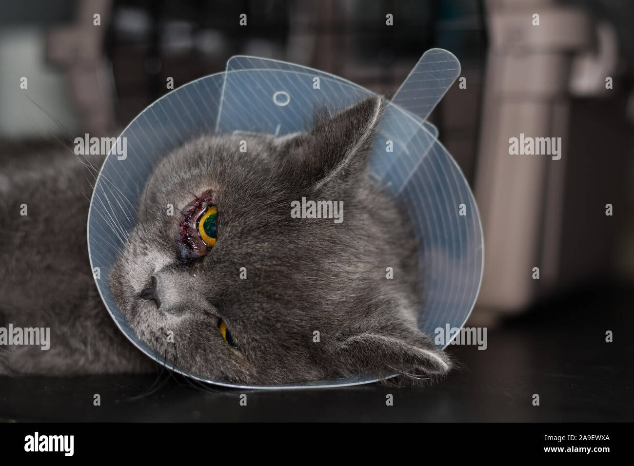 british shorthair cat breed with collar after entropion surgery Stock
