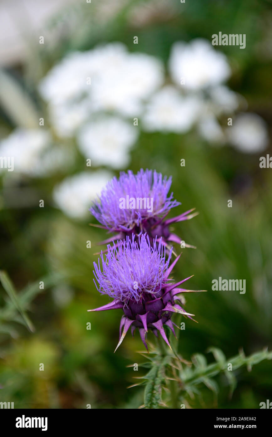 Cynara hystrix, syn Cynara baetica ssp maroccana,dwarf artichoke,globe,flowers,flower,flowering,RM Floral Stock Photo