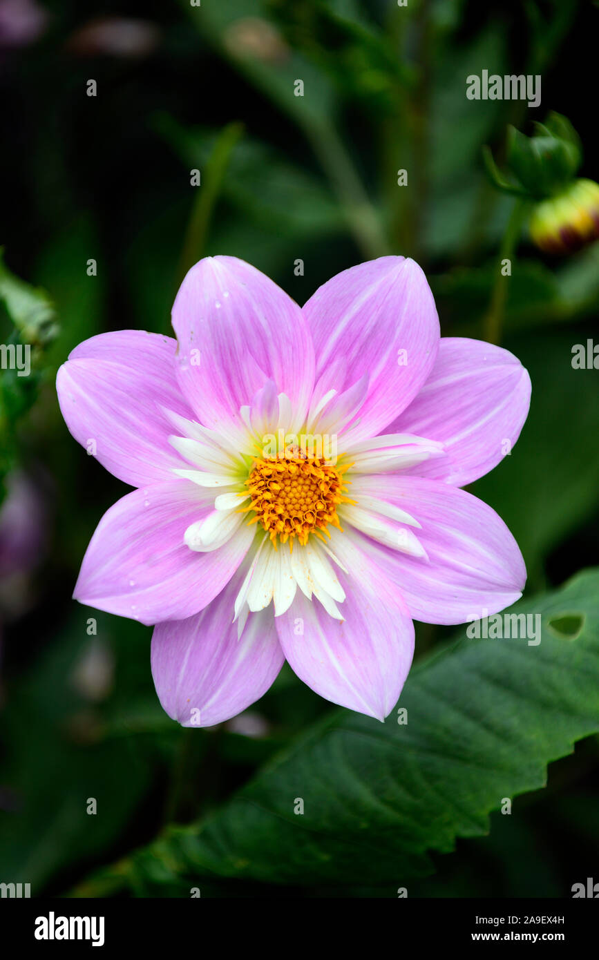 Dahlia Teesbrooke Audrey,Collerette dahlia,lilac pink flowers,flower,flowering,perennial,RM Floral Stock Photo