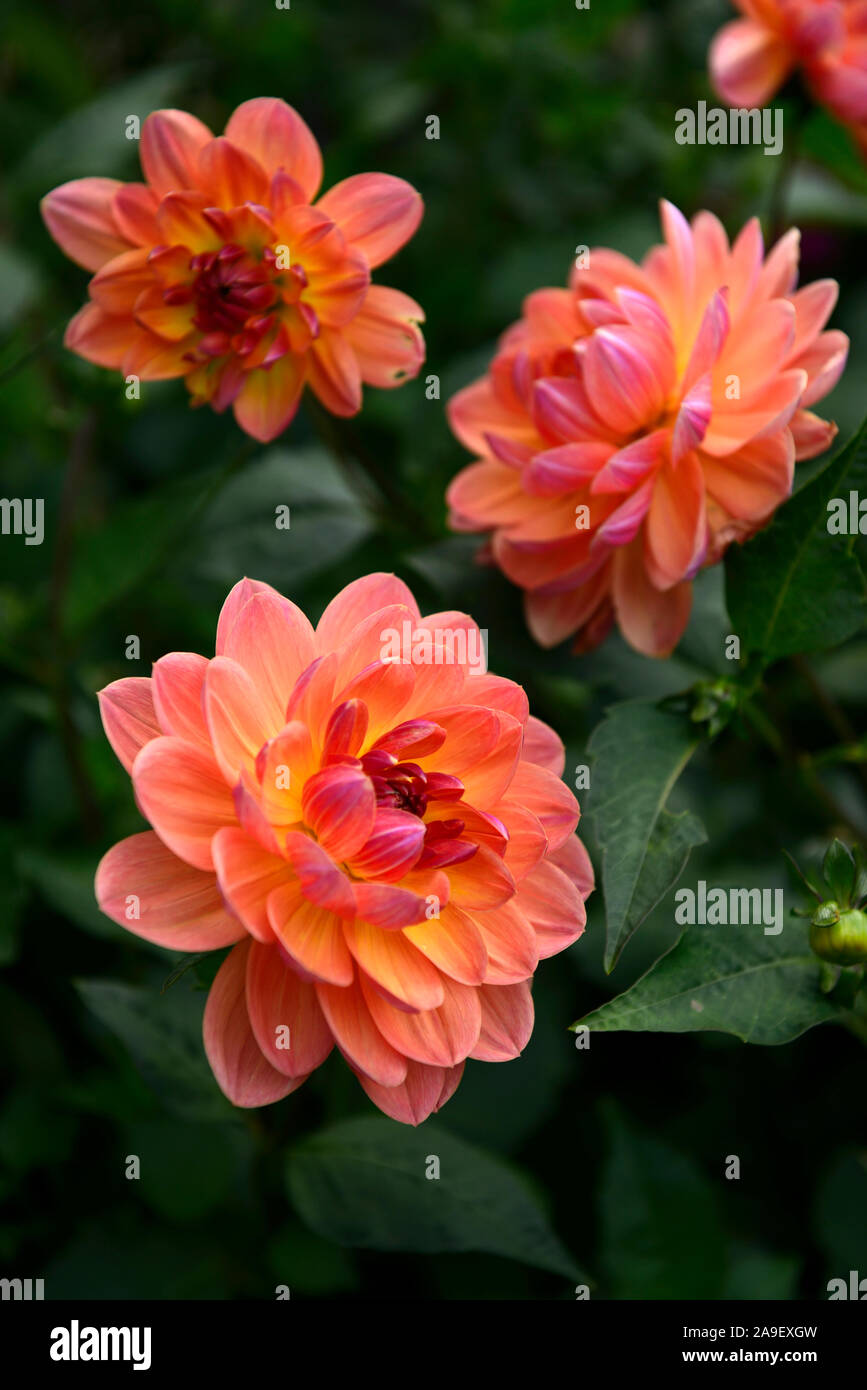 dahlia pam howden,waterlily dahlia,dahlias,coral orange red flower